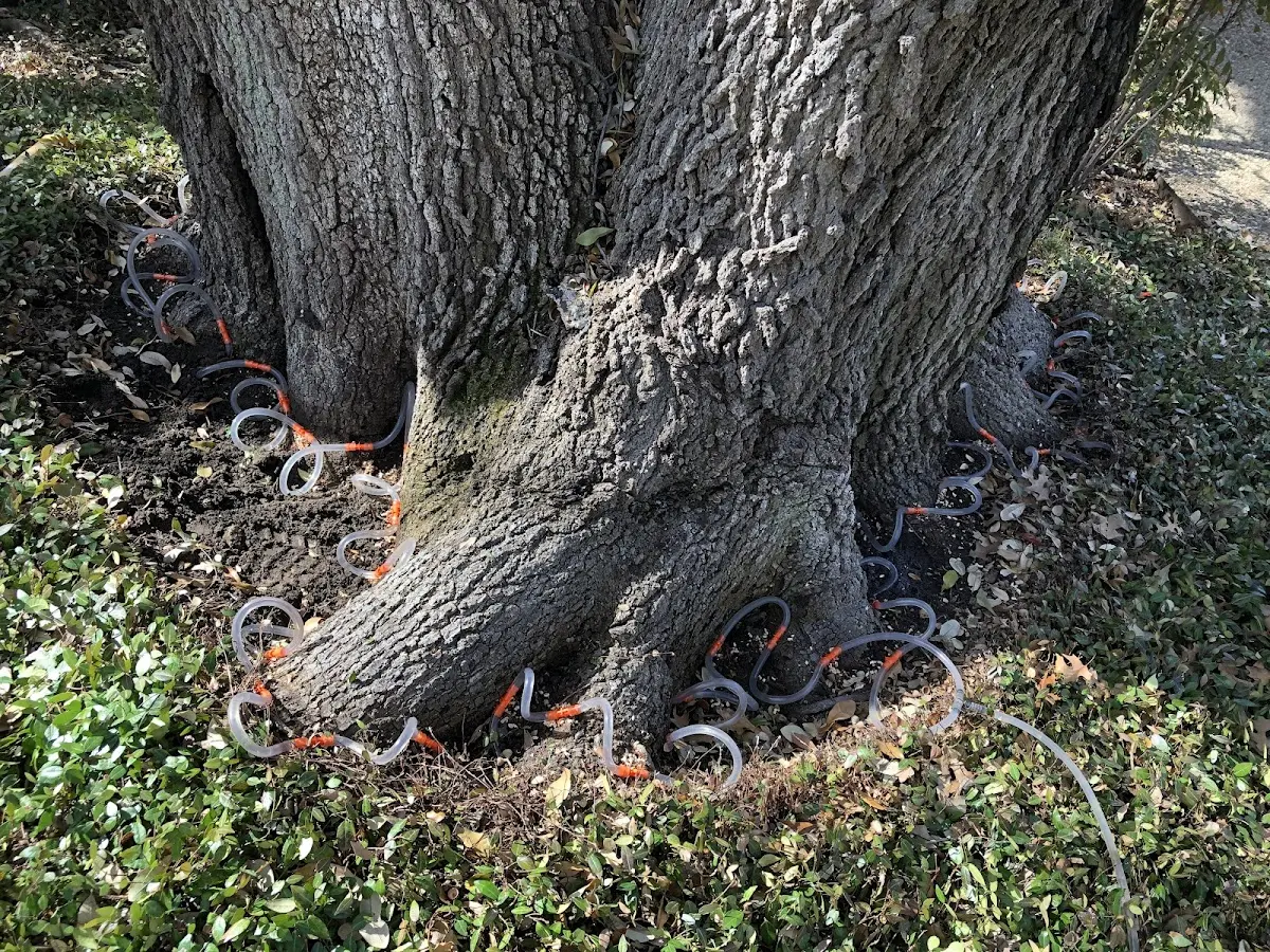 Detailed Tree Cabling and Bracing job site in Grasonville