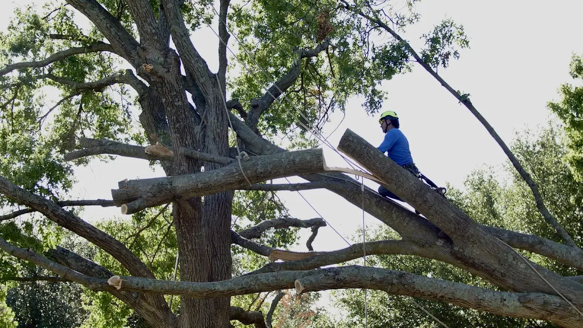 Professional Hazardous Tree Removal performed by certified arborists in Grasonville