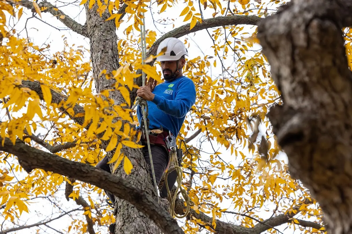 Skilled Tree Planing crew working in Grasonville